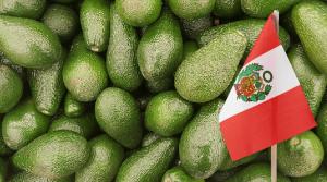 Perú está ampliando sus envíos de palta en los mercados asiáticos, donde la demanda no ha dejado de crecer