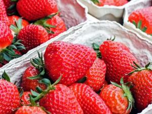 Perú exportaría entre 10 mil a 12 mil toneladas de fresas congeladas este año