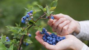 Perú exportó 10.402 toneladas de arándanos ecológicos en lo que va de la campaña 2022/2023