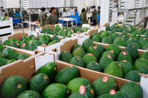 Perú exportó 567.454 toneladas de palta fresca desde el inicio de la campaña hasta la fecha