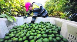 Perú exportó más de 115 mil toneladas de palta solo en julio de 2022