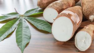 Perú exportó yuca por US$ 1.4 millones en 2022