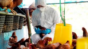 Perú fortalece protocolos de respuesta ante llegada de aves migratorias