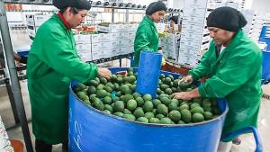 Perú lidera avance de envíos no tradicionales en América Latina