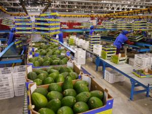 PERÚ, NICARAGUA, CHILE Y PANAMÁ CUBRIRÁN DEMANDA DE PALTA EN COSTA RICA