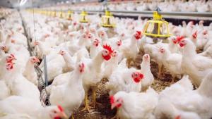 Perú: Producción de ave alcanzó los 2 millones de toneladas en el 2025