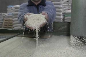 PERÚ PRODUCIRÍA 700 MIL TONELADAS DE ARROZ DURANTE LA CAMPAÑA CHICA