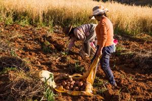 Perú produjo 5.4 millones de toneladas de papa en  2020