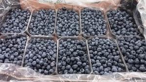 Perú proyecta una larga sombra sobre los arándanos del hemisferio sur