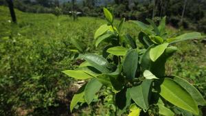 Perú rompe tendencia creciente de cultivos de coca en 2023, luego de ocho años de crecimiento