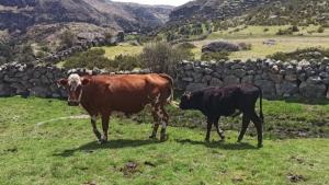 Perú se alista a exportar carne vacuna y porcina a China en próximos meses