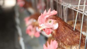 Perú se declara país libre de Influenza Aviar ante la OMS