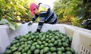 Perú seguirá siendo el segundo mayor exportador de palta en el mundo este año