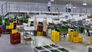 Perú sumó 2.078 empresas agroexportadoras entre enero y mayo