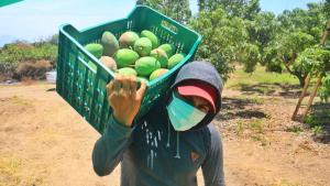 Piura cuenta con más de 30 mil hectáreas de mango