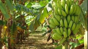 Piura: Más de 1.500 hectáreas de cultivos como arroz, mango y banano afectadas por lluvias