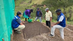 Piura: Producirán hasta mil plántulas de repollo en Santo Domingo