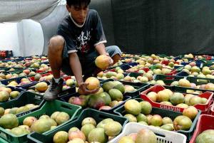 PIURA: PRODUCTORES DE MANGO NO TEMEN A ALTERACIONES CLIMÁTICAS