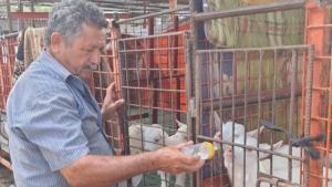 Piura: productores mejoran genética de ganado caprino  lechero con ejemplares de raza Saanen de Suiza