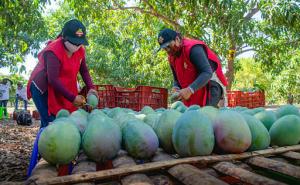 Piura: Se espera producción de al menos 400 mil toneladas de mango para este año en valle San Lorenzo