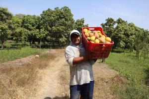 Piura ya se encuentra en etapa de erradicación de mosca de la fruta