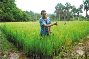 PIURA: YA SE SEMBRÓ 40% DE LA SUPERFICIE DE ARROZ PREVISTA PARA ESTA CAMPAÑA