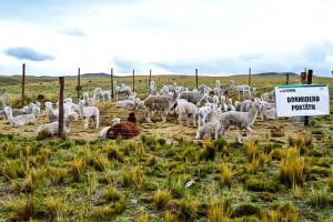 Placenta de alpacas se adapta a condiciones extremas para desarrollo fetal