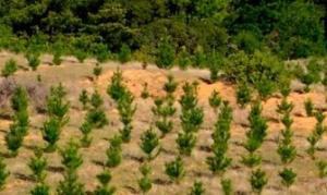 “PLANTACIONES FORESTALES PODRÍAN SER EL NUEVO MOTOR DE CRECIMIENTO”