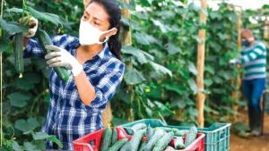 Plantean mayor capacitación a agricultores en uso de pesticidas para combatir plagas