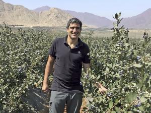 Polinización en arándanos mejora el cuajado de la fruta, aumenta su calibre y mejora su estado fitosanitario