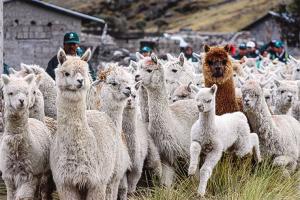 Por la industrialización de la alpaca