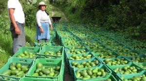 ¿Por qué están tan caros los aguacates en el mercado internacional?