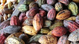 Precio del cacao inicia el 2026 con 5.000 euros por tonelada, casi la mitad de hace un año