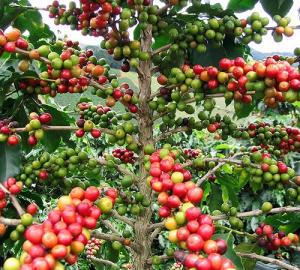 PRECIO DEL CAFÉ se SITUARíA ENTRE US$ 3,5 Y US$ 4 POR kilo