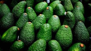 Precios promedio de la palta en el mercado internacional han descendido consistentemente en las últimas semanas
