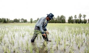 PRECIPITACIONES PONDRÍAN EN PELIGRO CULTIVOS EN TUMBES