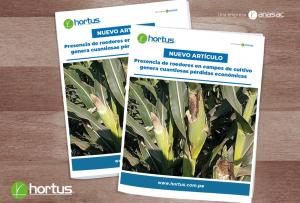 Presencia de roedores en campos de cultivo genera cuantiosas pérdidas económicas