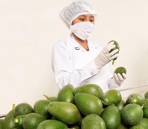 Presentan sistema portátil para identificar plagas y enfermedades en la palta Hass