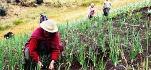 PRESENTARÁN PROPUESTAS DE INCLUSIÓN FINANCIERA PARA EL AGRO CUSQUEÑO