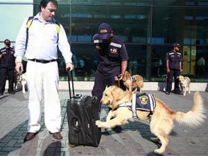 PRIMERA BRIGADA CANINA CONTRA PLAGAS FRUTÍCOLAS EN LIMA Y MOQUEGUA