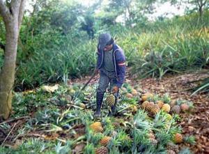 PRIMERA PARCELA DEL PRP PRODUCIRÁ PIÑA EN CINCO MESES