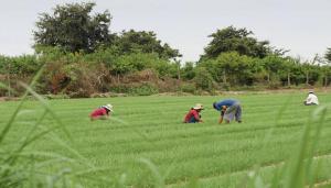 Producción agrícola del país podría caer hasta en  40%