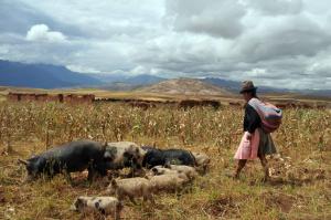 PRODUCCIÓN AGROPECUARIA CRECIÓ 3,78% EN 2011