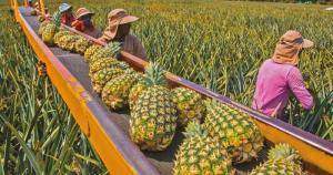 Producción colombiana de piña podría alcanzar 1,18 millones de toneladas este año