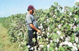 PRODUCCIÓN DE ALGODÓN PIMA ESTARÍA EN RIESGO PARA LA PRÓXIMA CAMPAÑA