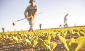 Producción de alimentos está ligada con la participación directa del Estado y organismos normativos y promotores