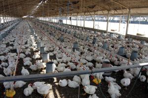 PRODUCCIÓN DE AVES AUMENTÓ EN 17 DEPARTAMENTOS