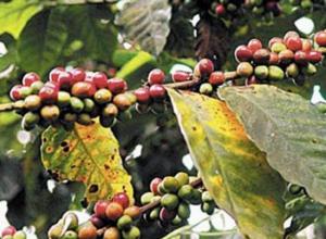PRODUCCIÓN DE CAFÉ DE SATIPO DISMINUIRÍA 24%