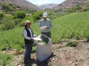 PRODUCCIÓN DE ORÉGANO DISMINUYE EN UN 50%