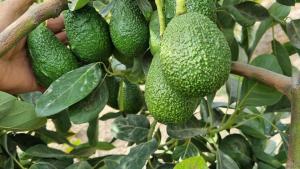 Producción de palta en Olmos descendería 40%